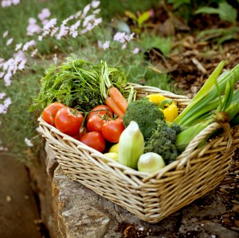 Groente kweken in je eigen tuin